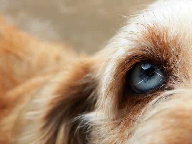 Beautiful close up of a dog's eye