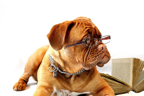 Dogue de Bordeaux wearing glasses Dogue de Bordeaux wearing glasses