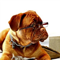 Dogue de Bordeaux wearing glasses
