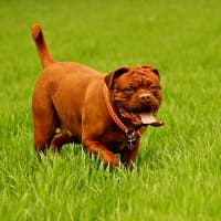 Adult Dogue de Bordeaux dog in grass