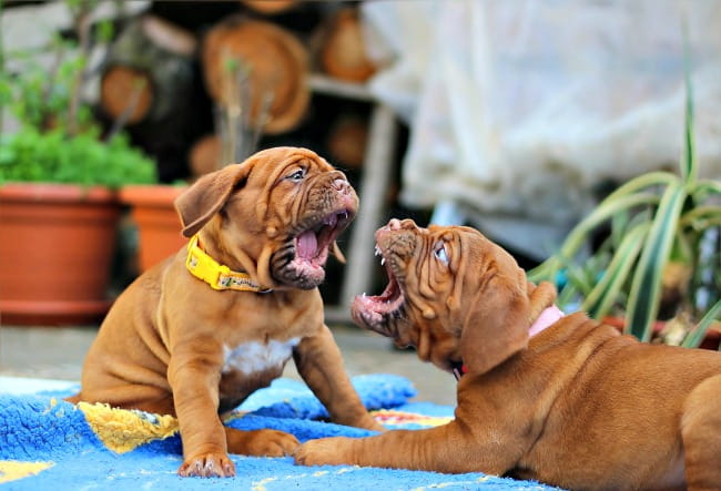 older dog being aggressive to puppy