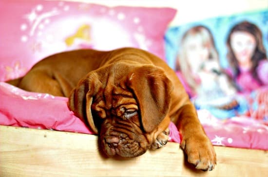 Female Dogue de Bordeaux puppy on pink blanket