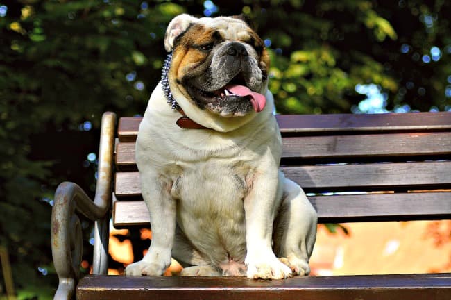 English Bulldog sitting on a park bench in the sunshine