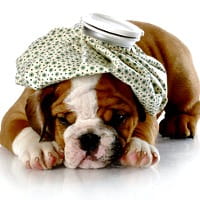 English Bulldog puppy with icepack on his head