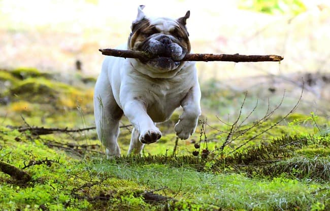 Happy English Bulldog playing with a stick outdoors Happy English Bulldog playing with a stick outdoors