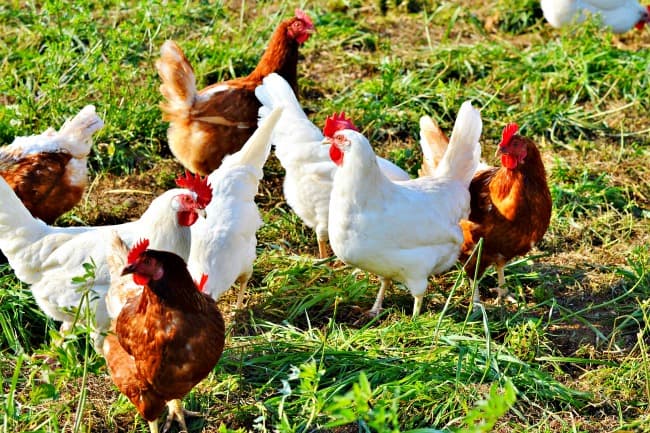 Free range chickens fed organic feed Free range chickens fed organic feed