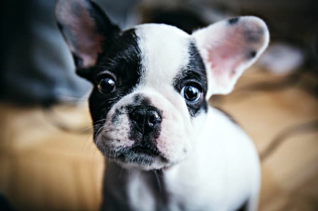 Black and white French Bulldog puppy Black and white French Bulldog puppy