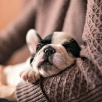 French bulldog puppy in owners arms