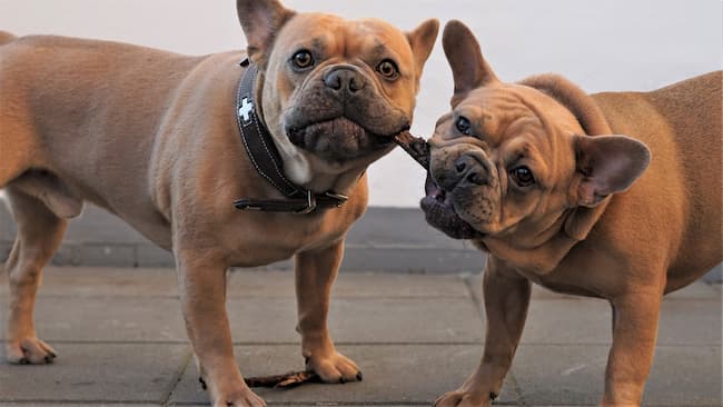 french_bulldogs_sharing_treat_650_c
