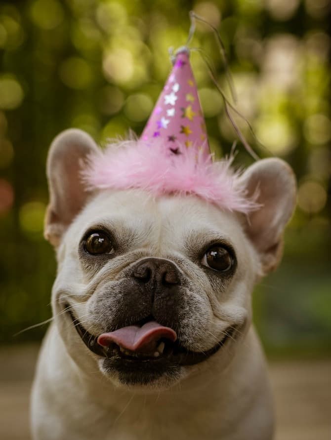 How To Throw A Dog Party