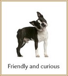 Friendly and curious Boston Terrier
