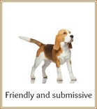 Friendly, submissive Beagle