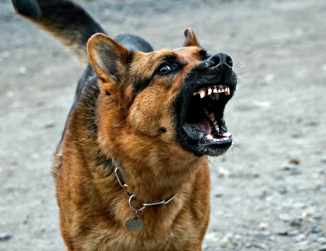 German shepherd dog barking defensively to protect his property German shepherd dog barking defensively to protect his property