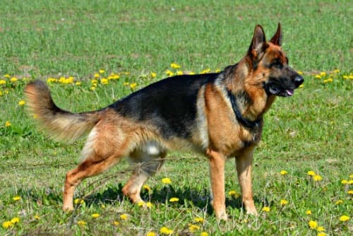 Adult German Shepherd dog in stacked position