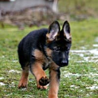 German Shepherd puppy running outdoors