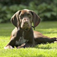 German Shorthaired Pointer puppy practicing stay command