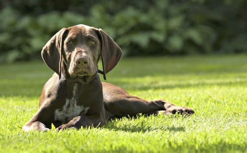 German Shorthaired Pointer pup lying on the grass in the sunshine