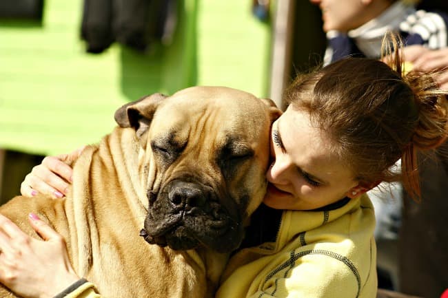 Adult Mastiff dog getting a hug Adult Mastiff dog getting a hug