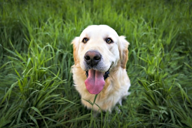 dog food allergy skin rash
