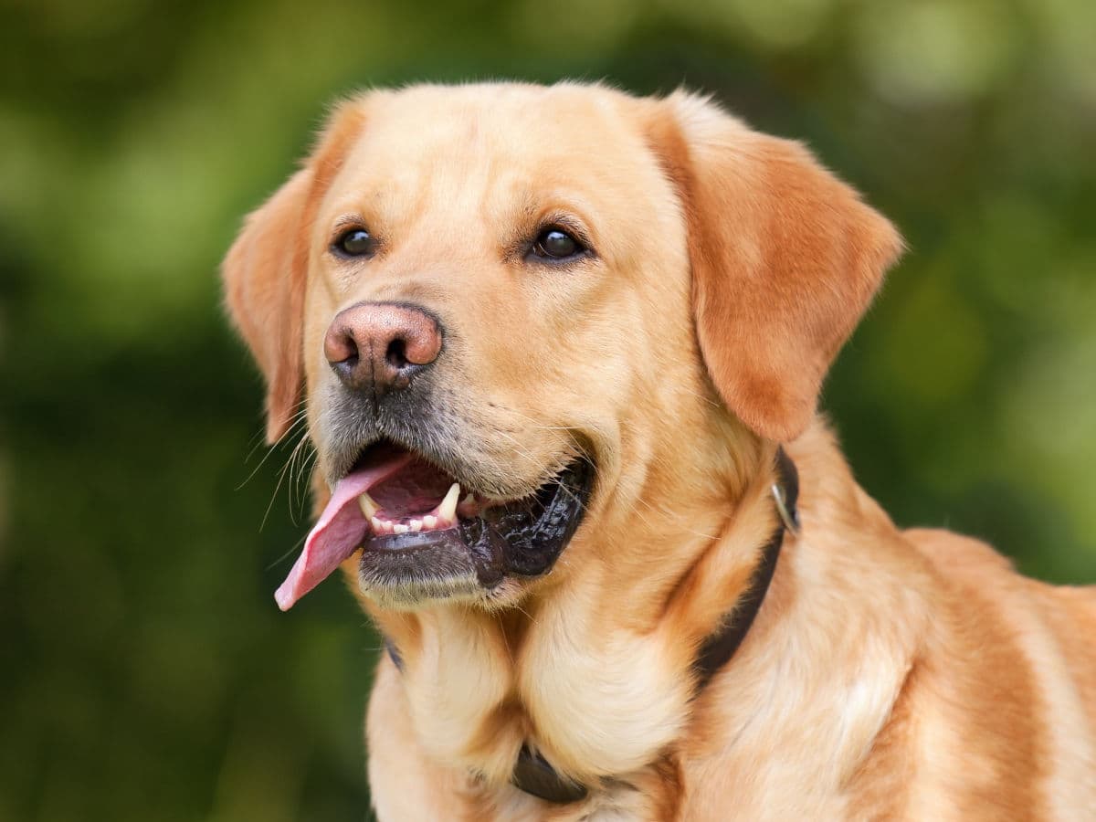 nervous labrador retriever