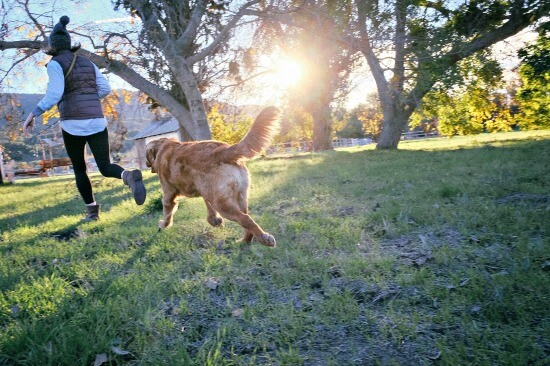 Golden Retriever jogging with owner Golden Retriever jogging with owner