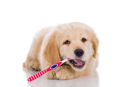 what do you brush a puppy teeth with