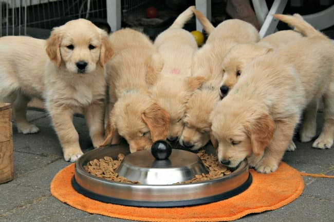 what do puppies eat