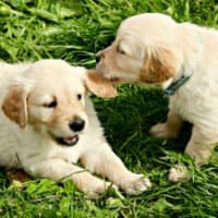Golden Retriever puppies playing