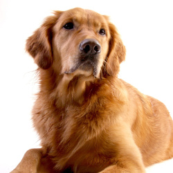golden retriever savvy most popular breeds golden retriever savvy most popular breeds
