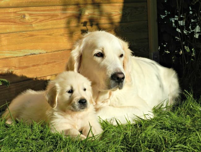 Puppy Weight Estimates Get In The Ballpark