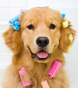 how to stop golden retriever from shedding shedding and how to it how to stop golden retriever from shedding shedding and how to it