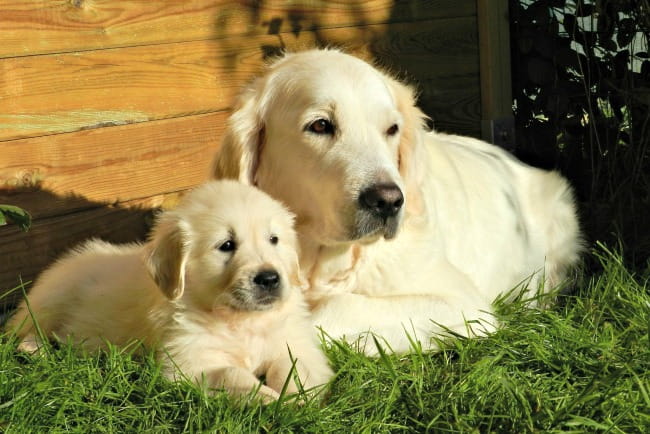 Newfoundland Puppy Weight Gain Chart