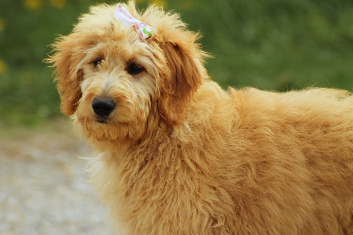 Goldendoodle mit Haarschleife