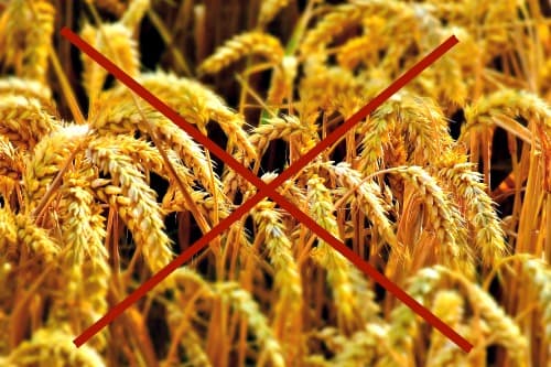 Closeup photo of grain in the field with red X through it to signify grain-free Closeup photo of grain in the field with red X through it to signify grain-free