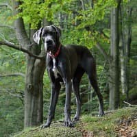 Adult Great Dane in a forest
