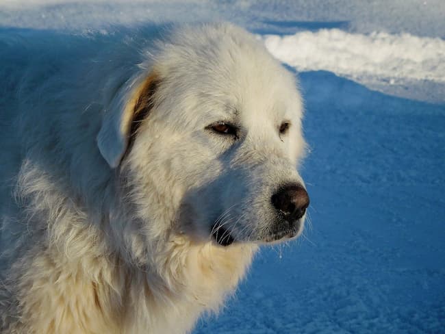 Great Pyrenees dog with background of snow and ice