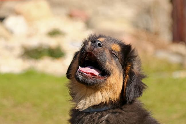 adolescent puppy muzzle adolescent puppy muzzle