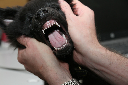 Puppy's first tooth box hot sale