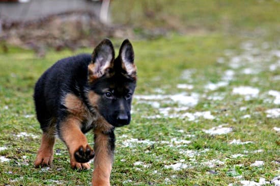 German Shepherd puppy outdoors