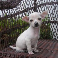 7 week chihuahua puppy