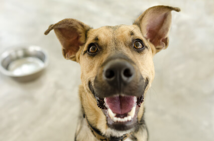 Happy dog with water bowl Happy dog with water bowl