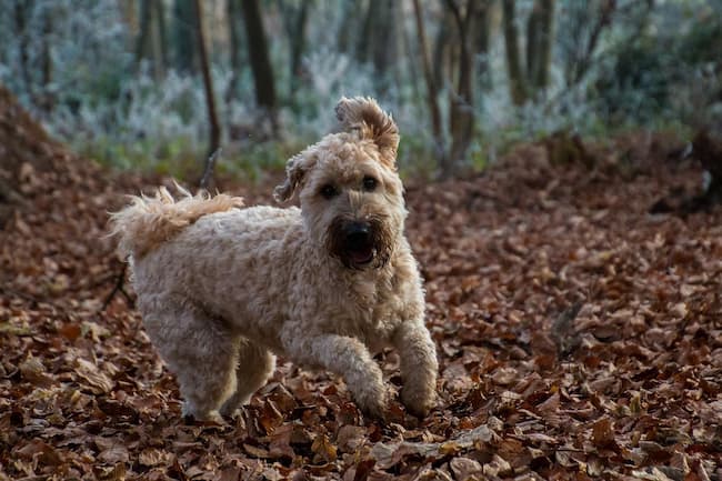 Happy and excited dog running through Fall leaves