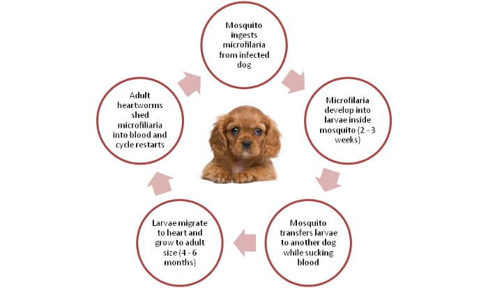 Lifecycle of heartworms in dogs Lifecycle of heartworms in dogs