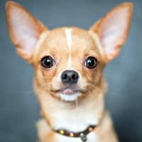 Tan and white Chihuahua headshot