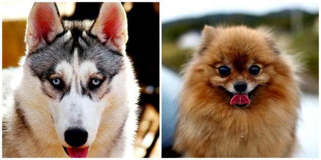 Left: Husky, Right: Pomeranian Photo collage of husky and pomeranian dogs