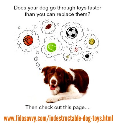 tough dog toys for small dogs