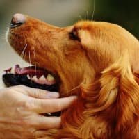 Irish Setter being petted by owners hand