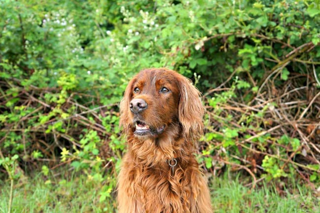 Irish Setter in the woods Irish Setter in the woods