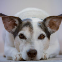 Jack Russell Terrier in 'Down' position