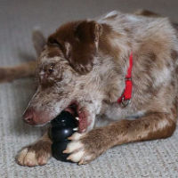 kong_stuffing_ideas_for_puppies_200c